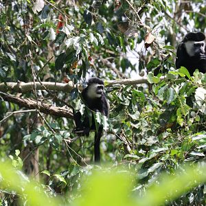 Colobus and young - wild animals