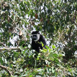 Colobus - wild animal