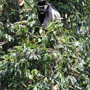 Colobus - wild animal