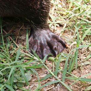 Spotneck Otter front foot
