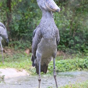 Shoebill