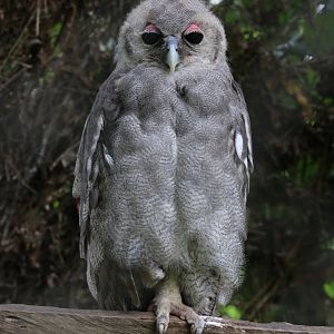 Juvenile Verreaux's Eagle Owl