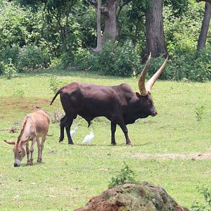 Ankole bull