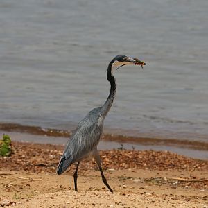 Black-headed Heron with lizard - wild bird