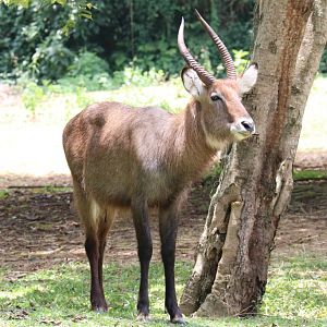 Waterbuck