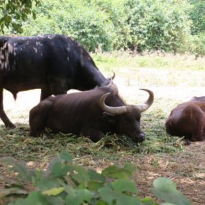 Cape Buffalo family