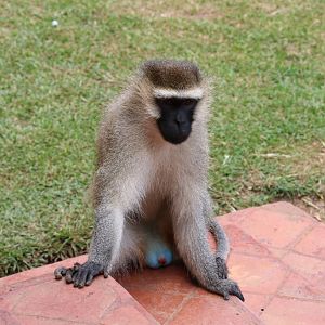 Vervet - wild animal