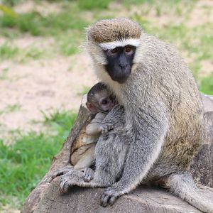 Vervet and young - wild animal