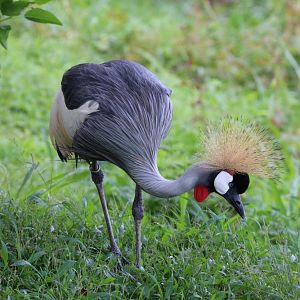 Crowned Crane