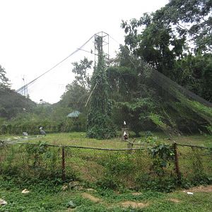Fishing Eagle aviary (with shoebills)