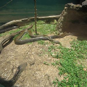 African Rock Python