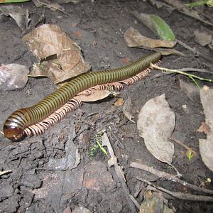 Very large millipede