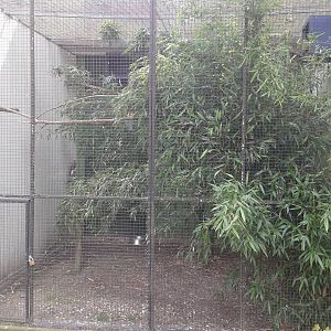 Aviary Red-footed falcons