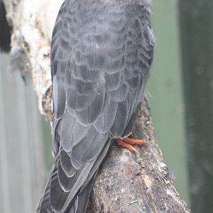Red-footed falcon male