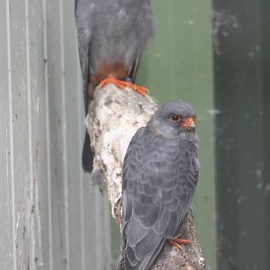 Red-footed falcons males