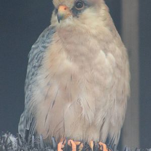 Red-footed falcon female
