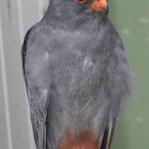 Red-footed falcon male
