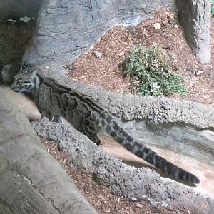 Clouded Leopard F
