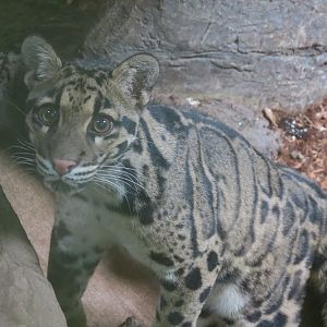 Clouded Leopard F