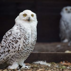 Snowy owl : Hamerto : 31 Aug 2014