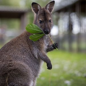 Bennetts wallaby : Hamerton : 31 Aug 2014