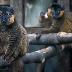 Collared brown lemur : Hamerton : 31 Aug 2014