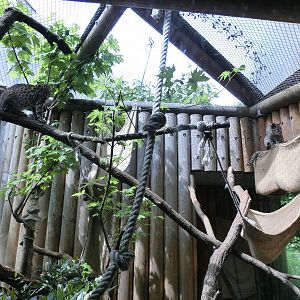 geoffrey's cat exhibit - Karlsruhe Zoo