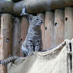 Geoffrey's cat - Karlsruhe Zoo