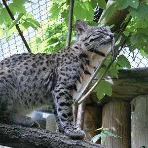 Geoffrey's cat - Karlsruhe Zoo