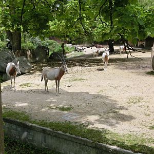 Karlsruhe Zoo - savannah exhibits