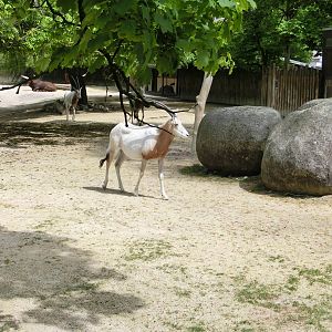 Karlsruhe Zoo - savannah exhibits