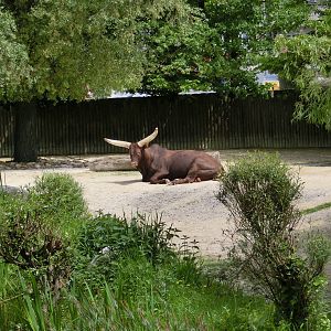 Karlsruhe Zoo - savannah exhibits