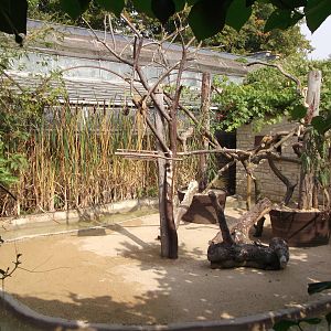 Old Alligator outside area 18/9/2014