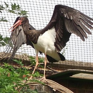 Black Stork