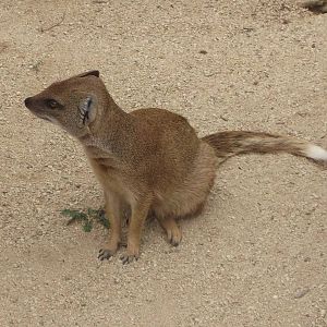 Yellow Mongoose