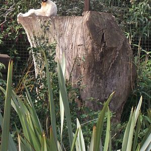 There`s a tired Sifaka there somewhere ...