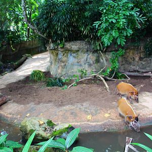 Red River Hog exhibit