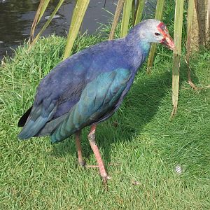 Purple Swamphen