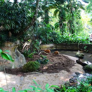 Red River Hog exhibit