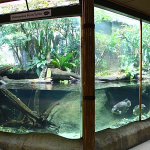 Annam Leaf Turtle exhibit
