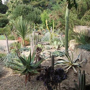 Cacti/Succulent border in Walled garden