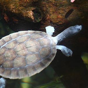 Southern River Terrapin