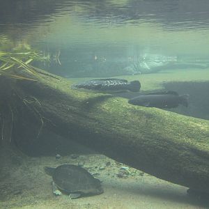 Sungei Buaya exhibit