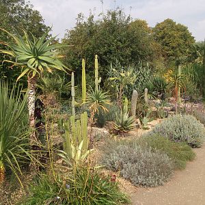 More cacti/succulents