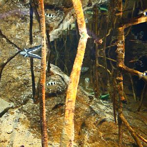 Fragile Forest - Mangrove exhibit