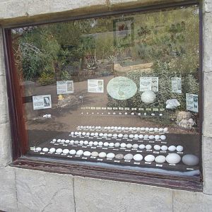 Egg display