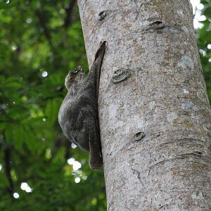 Malayan Colugo (Wild)