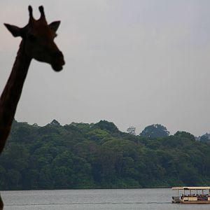 Giraffe and River Safari Cruise
