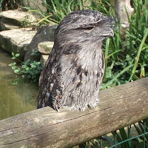 Tawny Frogmouth