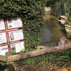 Unhelpful Tawny Frogmouth